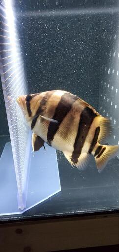 ダトニオ リアルバンド 証明書付き