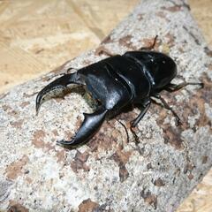 ヘラクレス 1♂2♀+スマトラセット