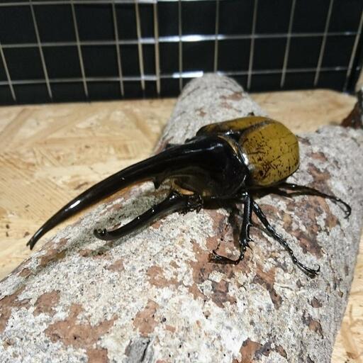 ヘラクレス 1♂2♀+スマトラセット