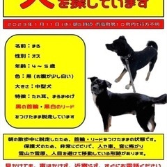 犬を探しています。