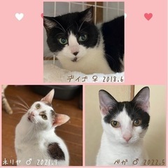 譲渡型猫カフェ CAIT SITH 譲渡会開催のご案内 - 横浜市