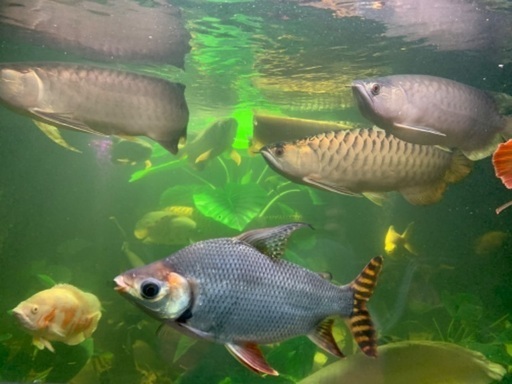 アロワナ混泳カラプロ40〜43㎝