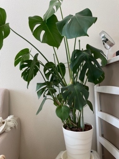 【急募】観葉植物　モンステラ