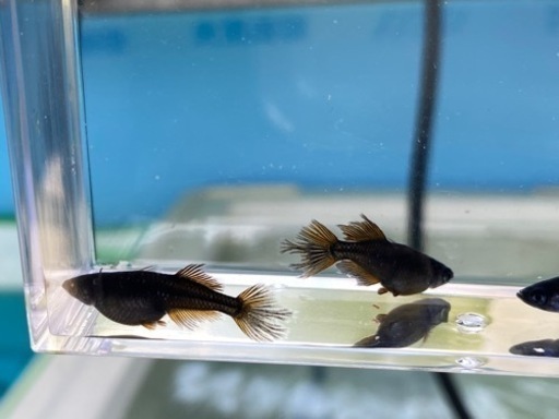 【商談成立】めだか　阿形1ペア　吽形1ペア　メダカ
