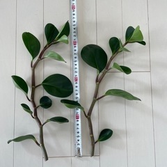 観葉植物　ペペロミア　挿木