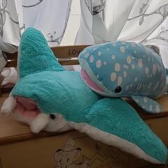 大きめ　海　マンタ　サメ