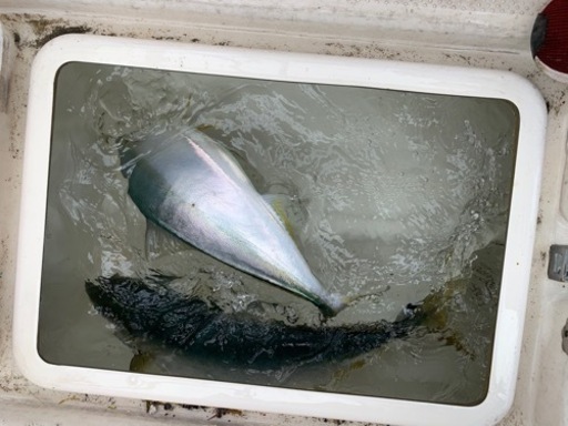 船 SRV20 4st60馬力 燃費抜群 ウェイクタワー スピーカー付き ショップ