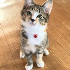 4ヶ月 お目めｸﾘｸﾘ人間も猫ちゃんも大好き女の子