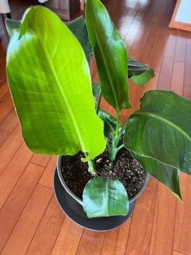 観葉植物 オーガスタ 6寸 miziaraterapias.com.br
