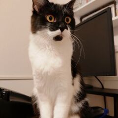 人懐っこい白黒猫(メス)生後約8ヶ月
