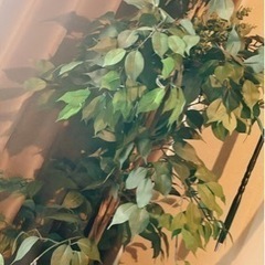 観葉植物（約130cm）