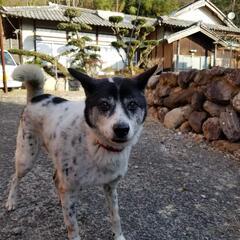 雑種犬ですが、甘えん坊です‼️