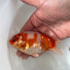 金魚桜錦