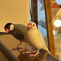 桜文鳥と白文鳥のつがいの里親さん募集^_^