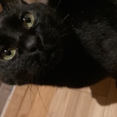 黒猫  オス  3歳