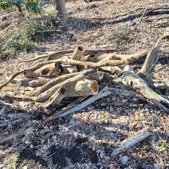 枯れた原木、枝　　薪、キャンプ