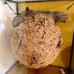 【⚠️近日処分】特大 スズメバチの巣　特注ガラスケース入り　希少　縁起物 開運 商売繁盛 子孫繁栄 魔除け 天然 雀蜂 蜂の巣