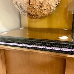 【⚠️近日処分】特大 スズメバチの巣　特注ガラスケース入り　希少　縁起物 開運 商売繁盛 子孫繁栄 魔除け 天然 雀蜂 蜂の巣