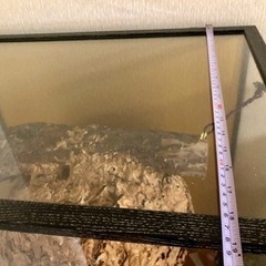 【⚠️近日処分】特大 スズメバチの巣　特注ガラスケース入り　希少　縁起物 開運 商売繁盛 子孫繁栄 魔除け 天然 雀蜂 蜂の巣