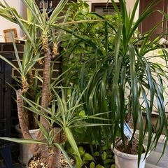 不要な鉢や植物譲っていただけませんか？