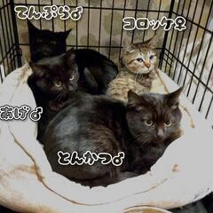 ありがとうございます！里親様決まりました！可愛い４ヶ月黒猫男のコ...