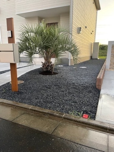 ココスヤシ、お手頃ココスヤシ残り1本！配送＋植え込みまでいたします。
