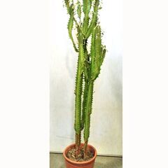 ∞ 多肉植物 ダイウンカク 大雲閣 高さ90cm（鉢込み）