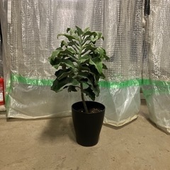 観葉植物　カランコエベハレンシス