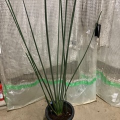 観葉植物　ノンリーフ