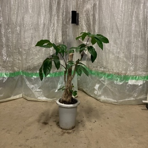 観葉植物　ブラッサイア