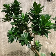 観葉植物　ベビーリーフ