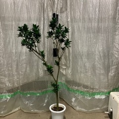 観葉植物　ベビーリーフ