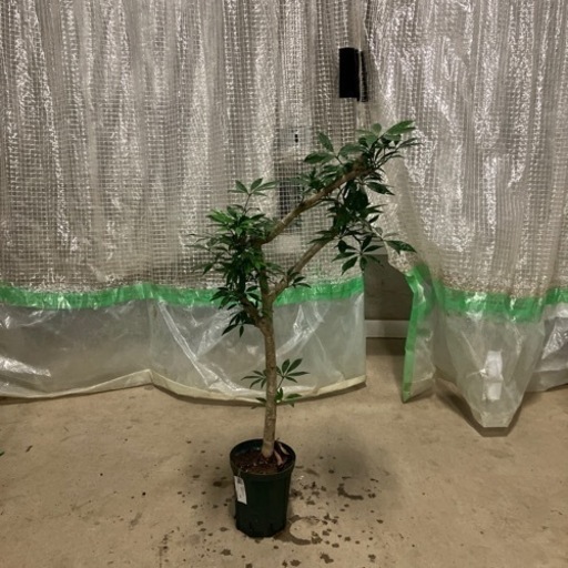観葉植物シェフレラコンパクタ