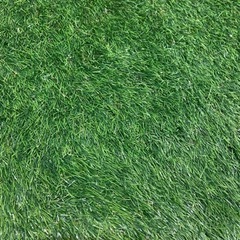 １メートル四方　芝生　正方形