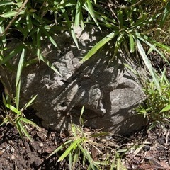 庭石(最大辺 約45センチ)  無料　残り1ヶ月程度