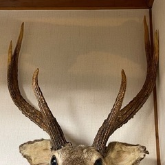 リサイクルサービス八光】鹿剥製