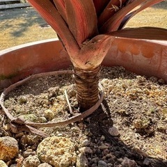 赤ドラセナ　レッドスター　コルジリネ