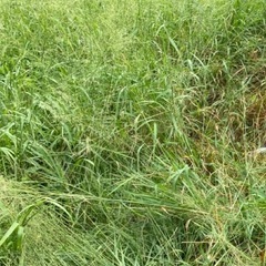 草刈後の草をさしあげます　沖縄本島南部