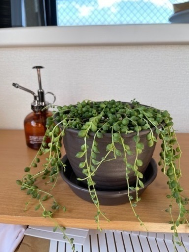 観葉植物　グリーンネックレス　長さ27cm 4号の鉢と受け皿付き