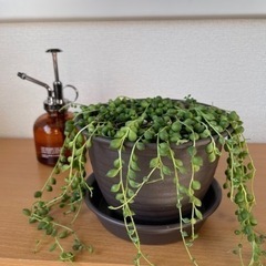 観葉植物　グリーンネックレス　長さ27cm 4号の鉢と受け皿付き