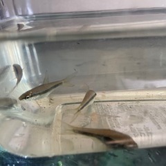 熱帯魚　サイアミーズ