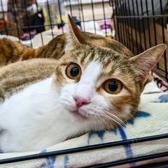 美人なミケ猫さんです♪ − 愛知県