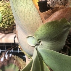 ビカクシダ　ウィリンキー　cv coral