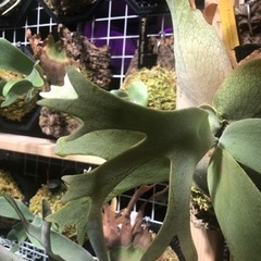 ビカクシダ　ウィリンキー　cv coral