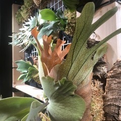 ビカクシダ　ウィリンキー　cv coral