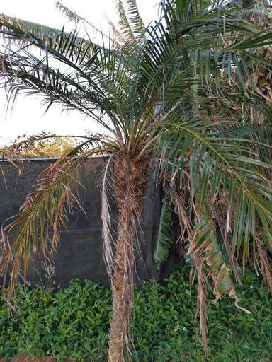 購入者決定 シンノウヤシ （フェニックス）3本セット