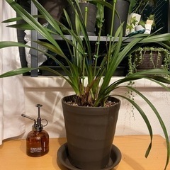 観葉植物　シンビ　テーブルシンビ　58cm 6号の鉢と受け皿付き...