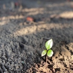 「高機能自閉症」の子どもを持つパパママの会