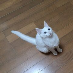 ２月５日［日)　バレンタイン直前💕三鷹で猫の譲渡会♥️少し大人の...