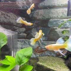 RREAフルゴールドリボングッピー幼魚　1ペア